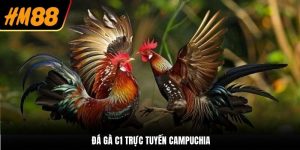Đá Gà C1 Trực Tuyến Campuchia