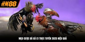 Đá Gà C1 Trực Tuyến 2025