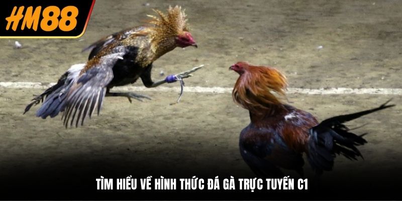 Tìm hiểu về hình thức đá gà trực tuyến C1