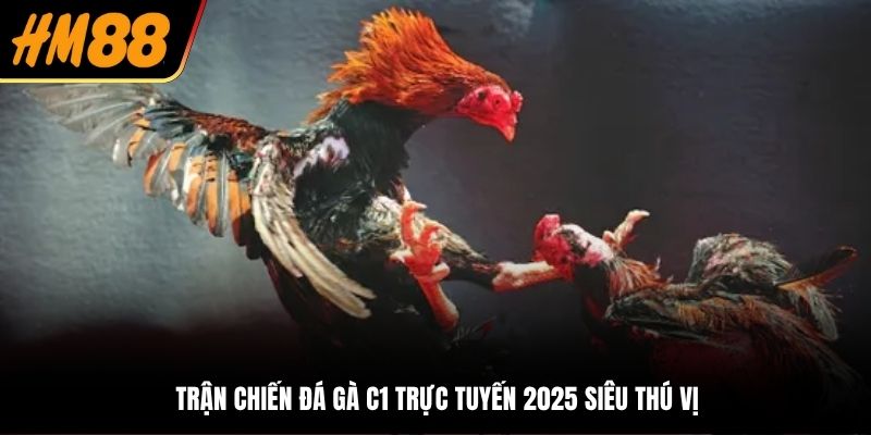 Trận chiến đá gà C1 trực tuyến 2025 siêu thú vị