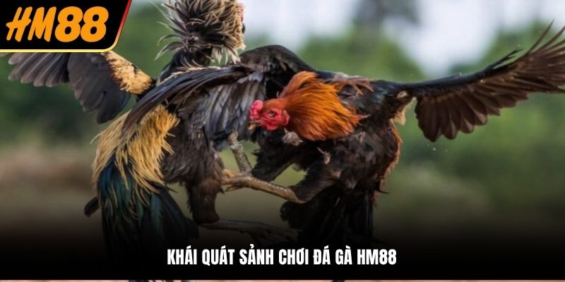 Khái quát sảnh chơi đá gà HM88