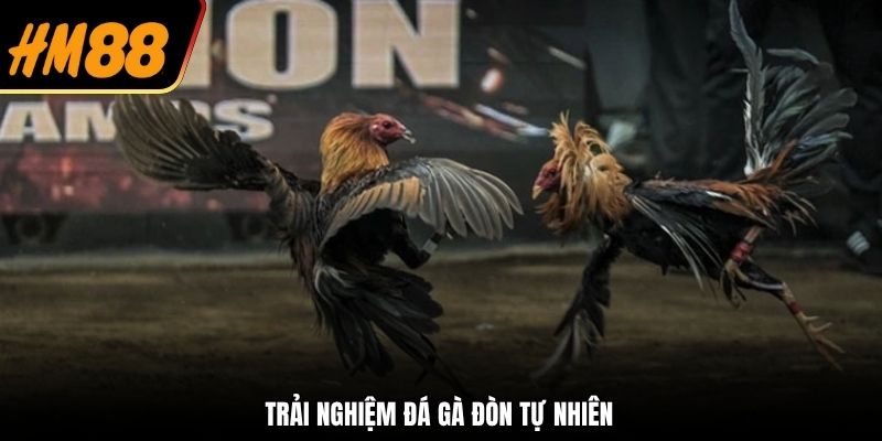 Trải nghiệm chọi đòn tự nhiên