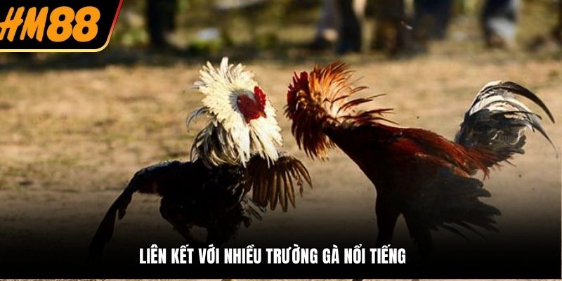 Liên kết với nhiều trường gà nổi tiếng