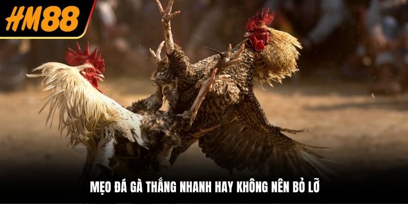 Mẹo đá gà thắng nhanh hay không nên bỏ lỡ