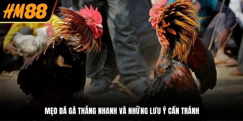 Mẹo đá gà thắng nhanh và những lưu ý cần tránh