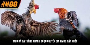 Mẹo đá gà thắng nhanh