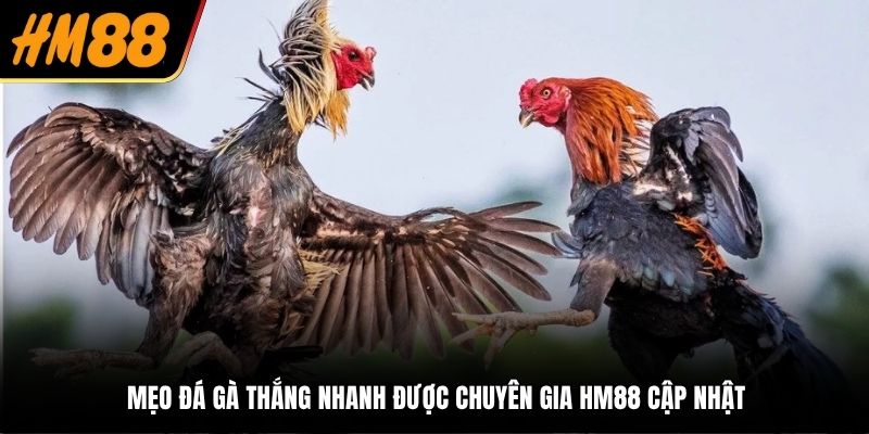 Mẹo đá gà thắng nhanh