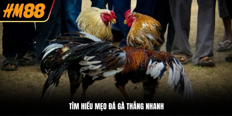 Tìm hiểu mẹo đá gà thắng nhanh